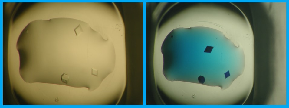 Protein crystals before (left) and after (right) Izit dye.